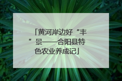 黄河岸边好“丰”景——合阳县特色农业养成记